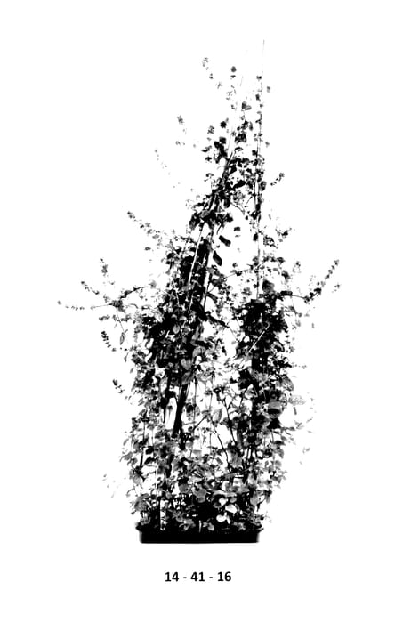 Figure 1 of US plant patent PP27602, the photograph of Ochoco Mint printed in the patent.