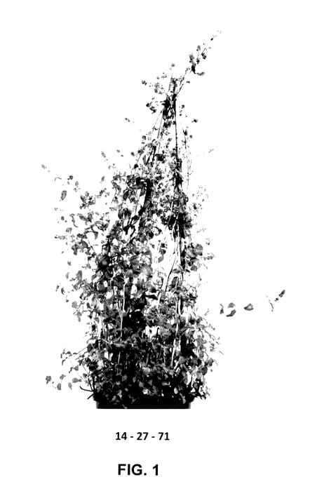 Figure 1 of US plant patent PP27603, the photograph of Blue Mountain Mint printed in the patent.