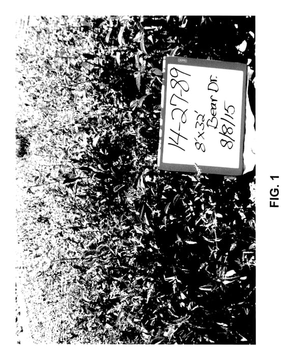 Figure 1 of US plant patent PP27604, the photograph of Teton Mint printed in the patent.