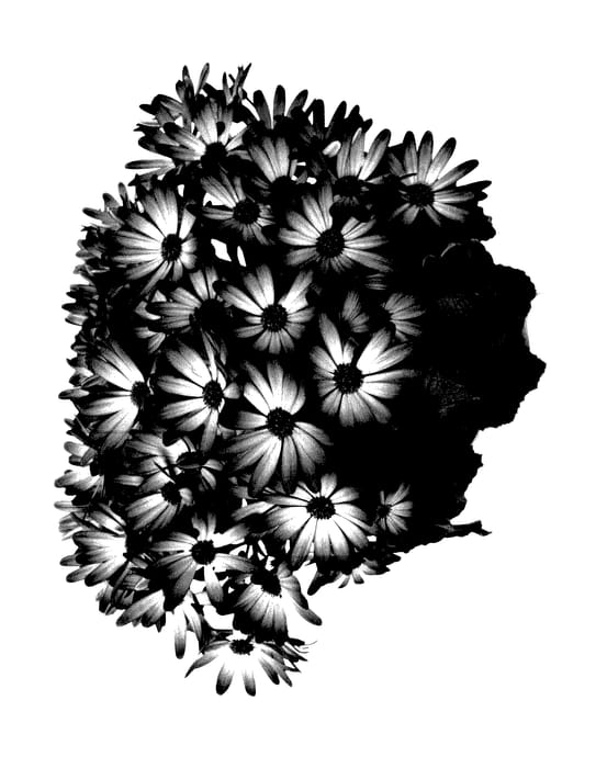 Figure 1 of US plant patent PP27605, the photograph of Ochkeibu printed in the patent.