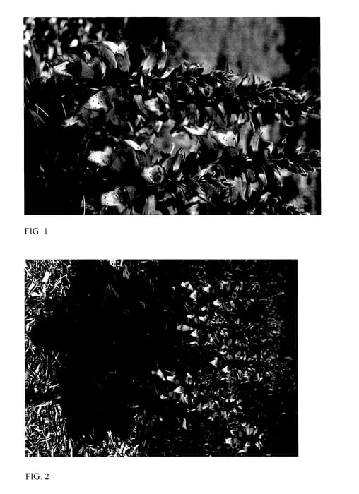 Figure 1 of US plant patent PP27607, the photograph of Berry Canary printed in the patent.