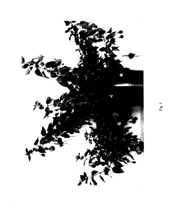 Figure 1 of US plant patent PP27608, the photograph of FWIDE16-1 printed in the patent.