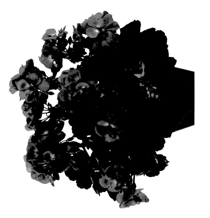 Figure 1 of US plant patent PP27609, the photograph of Genlical printed in the patent.