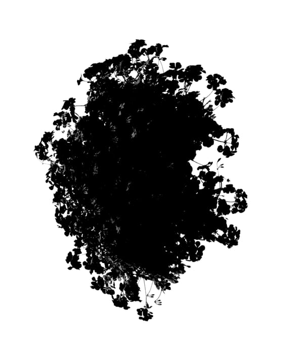 Figure 1 of US plant patent PP27610, the photograph of Pachafdared printed in the patent.