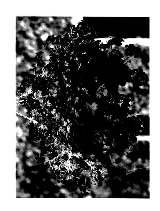 Figure 1 of US plant patent PP27611, the photograph of Pachafred printed in the patent.