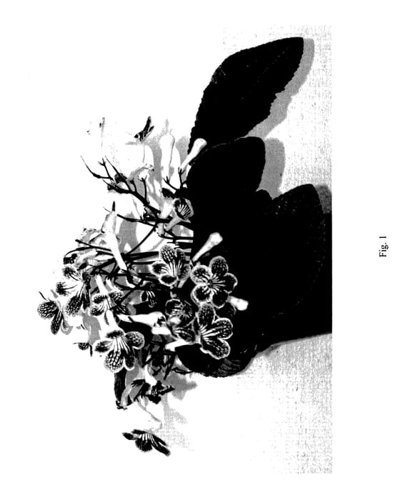 Figure 1 of US plant patent PP27612, the photograph of SLSGI21-0 printed in the patent.