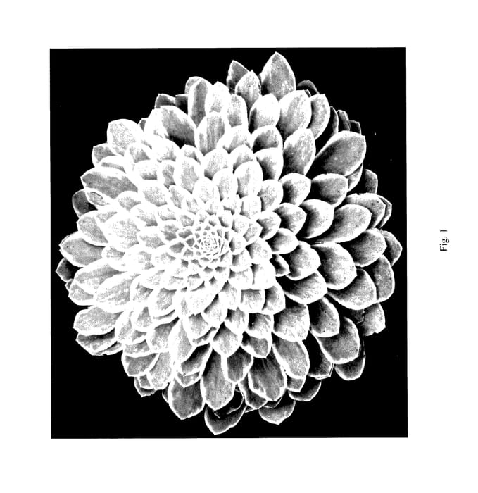 Figure 1 of US plant patent PP27613, the photograph of Emerald Ice printed in the patent.