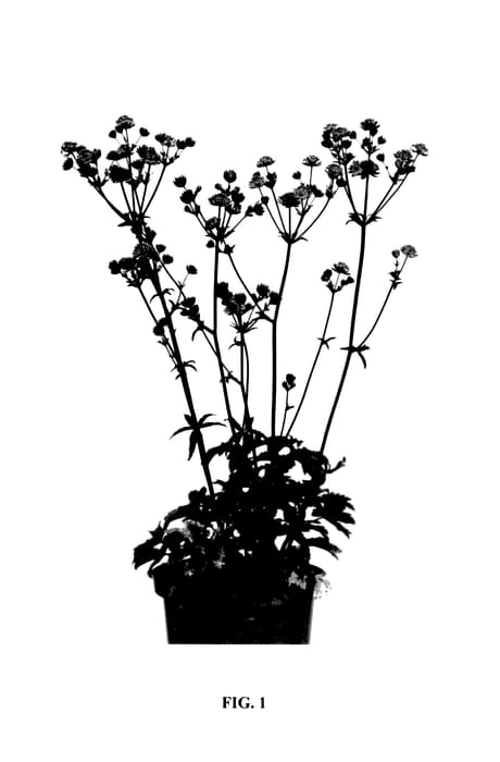 Figure 1 of US plant patent PP27614, the photograph of Star of Love printed in the patent.