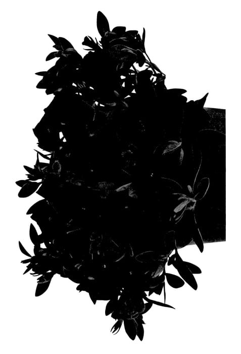 Figure 1 of US plant patent PP27615, the photograph of Duecalindapu printed in the patent.