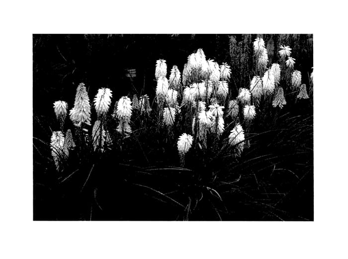 Figure 1 of US plant patent PP27616, the photograph of Poco Yellow printed in the patent.