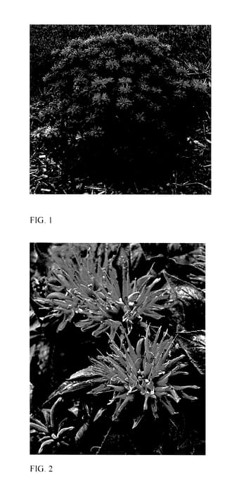 Figure 1 of US plant patent PP27618, the photograph of Cherry Pops printed in the patent.