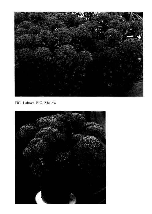 Figure 1 of US plant patent PP27619, the photograph of Dark Magic printed in the patent.