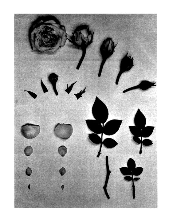 Figure 1 of US plant patent PP27620, the photograph of KORpot062 printed in the patent.