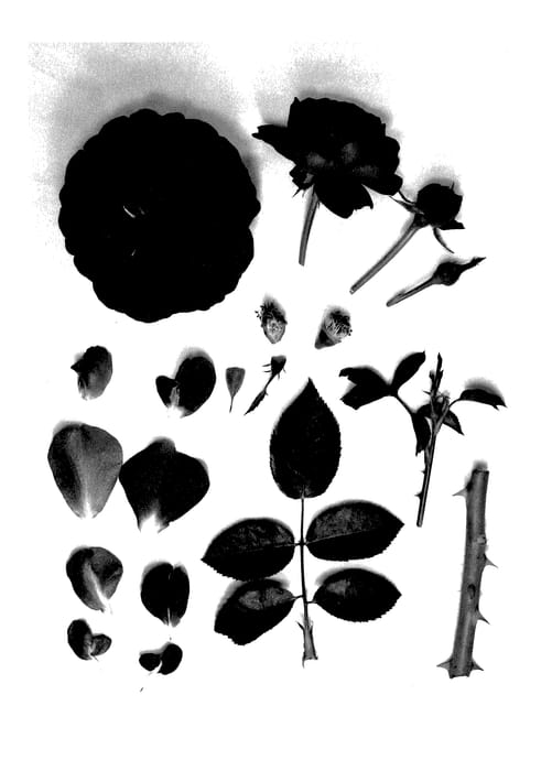 Figure 1 of US plant patent PP27621, the photograph of KORelamba printed in the patent.