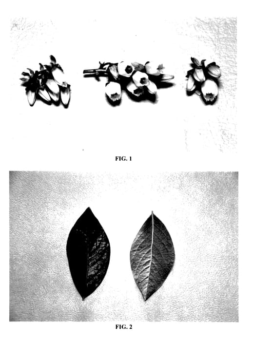 Figure 1 of US plant patent PP27622, the photograph of DrisBlueFourteen printed in the patent.