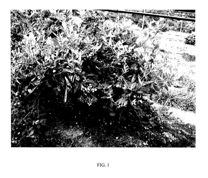 Figure 1 of US plant patent PP27623, the photograph of FF04-14 printed in the patent.