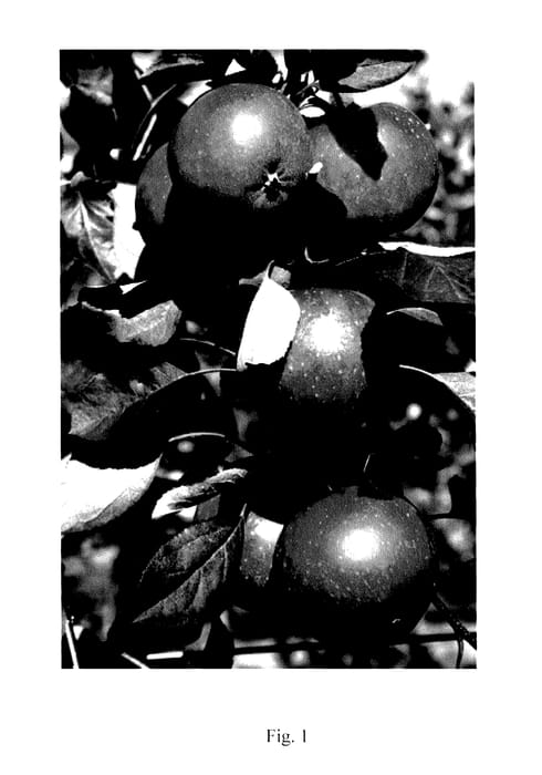 Figure 1 of US plant patent PP27624, the photograph of Luregust printed in the patent.
