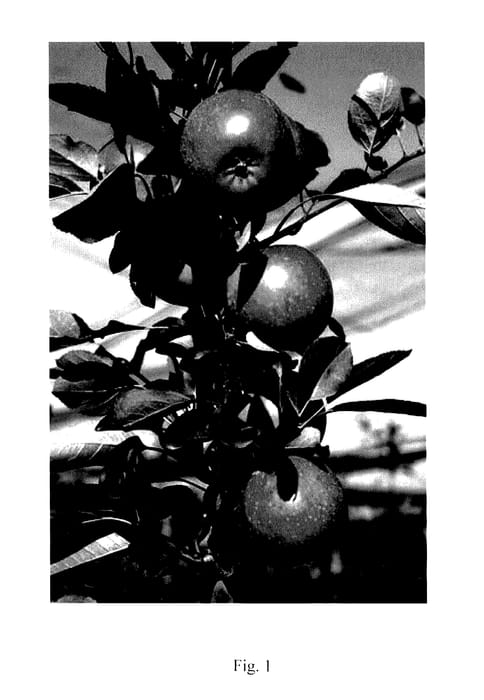 Figure 1 of US plant patent PP27625, the photograph of Lurechild printed in the patent.