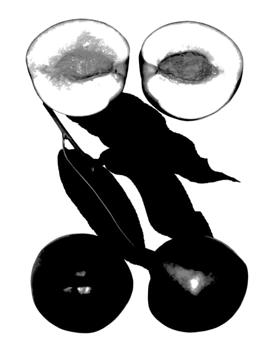 Figure 1 of US plant patent PP27626, the photograph of Polar Magic printed in the patent.