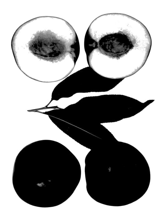 Figure 1 of US plant patent PP27627, the photograph of Polar Gem printed in the patent.