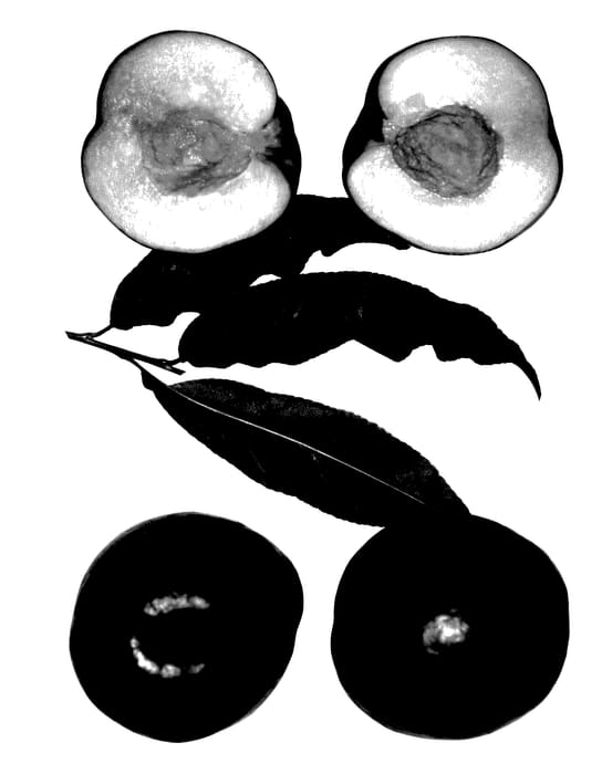 Figure 1 of US plant patent PP27628, the photograph of Leila printed in the patent.