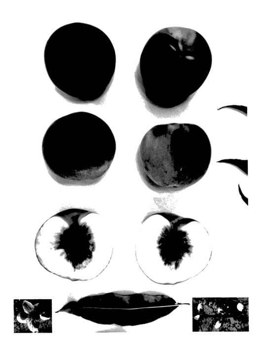 Figure 1 of US plant patent PP27629, the photograph of Pearl Princess XIII printed in the patent.