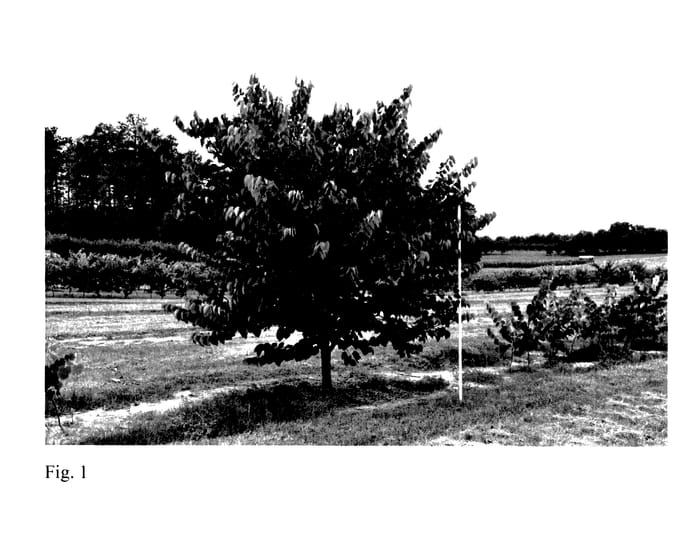 Figure 1 of US plant patent PP27630, the photograph of Pink Pom Poms printed in the patent.