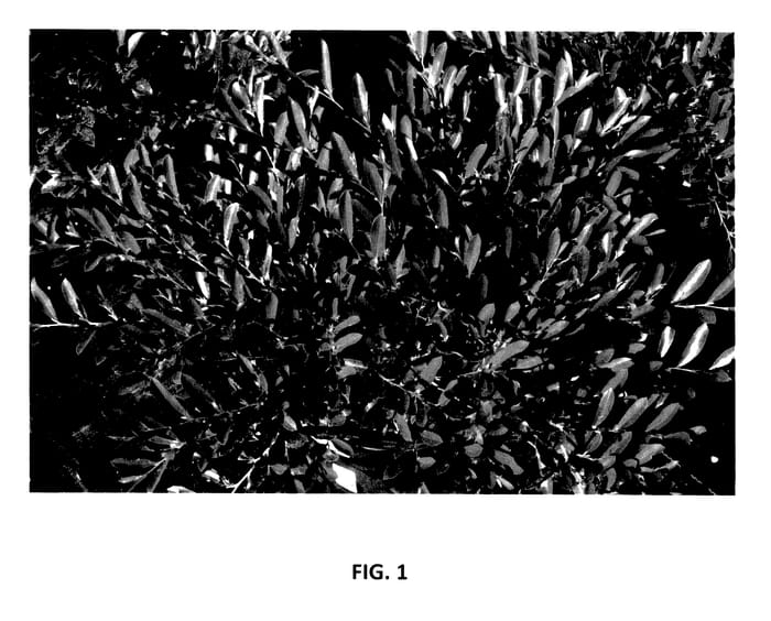 Figure 1 of US plant patent PP27631, the photograph of PIIDIST-V printed in the patent.