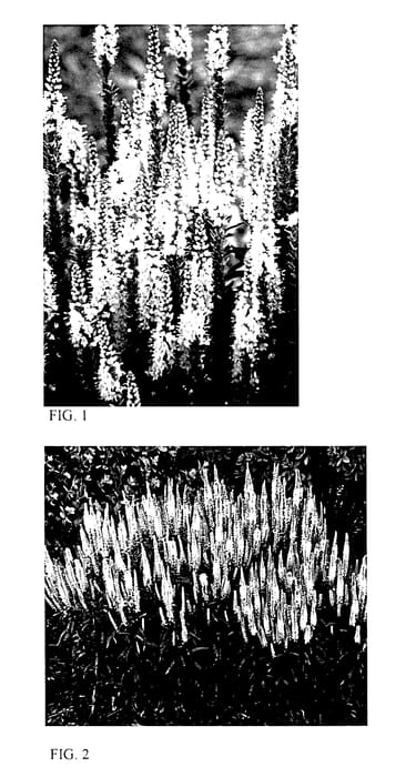 Figure 1 of US plant patent PP27632, the photograph of White Wands printed in the patent.
