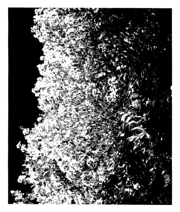 Figure 1 of US plant patent PP27633, the photograph of G2X133251 printed in the patent.