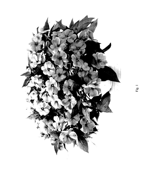 Figure 1 of US plant patent PP27634, the photograph of DHARSDPINK printed in the patent.