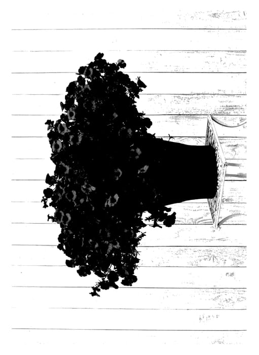 Figure 1 of US plant patent PP27635, the photograph of Sunpetu 3881 printed in the patent.