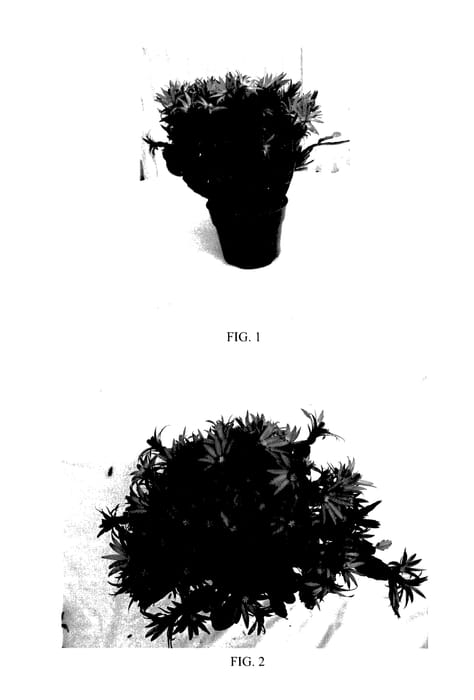 Figure 1 of US plant patent PP27636, the photograph of Beverly printed in the patent.