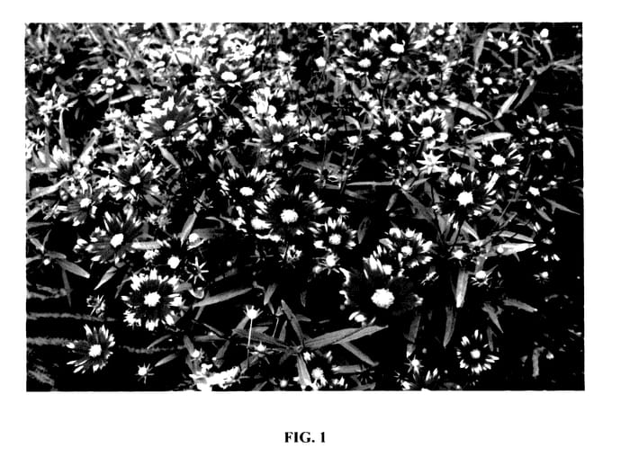 Figure 1 of US plant patent PP27637, the photograph of Sunsplash printed in the patent.
