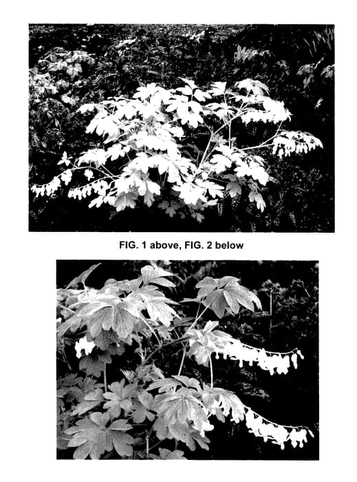 Figure 1 of US plant patent PP27638, the photograph of White Gold printed in the patent.