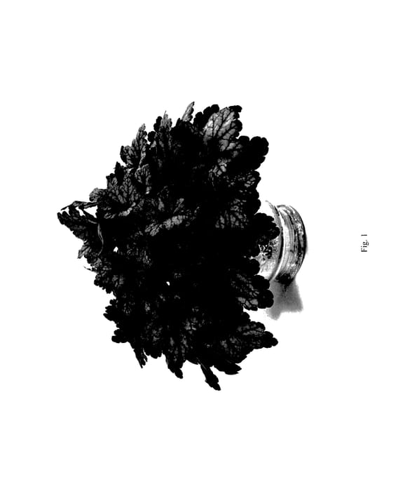 Figure 1 of US plant patent PP27639, the photograph of DKIRA95 printed in the patent.
