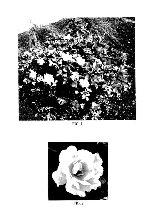 Figure 1 of US plant patent PP27640, the photograph of SFROSA128 printed in the patent.