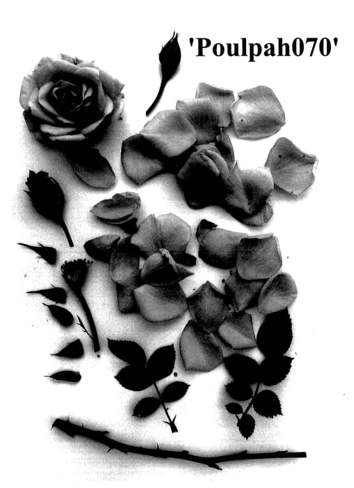 Figure 1 of US plant patent PP27641, the photograph of Poulpah070 printed in the patent.