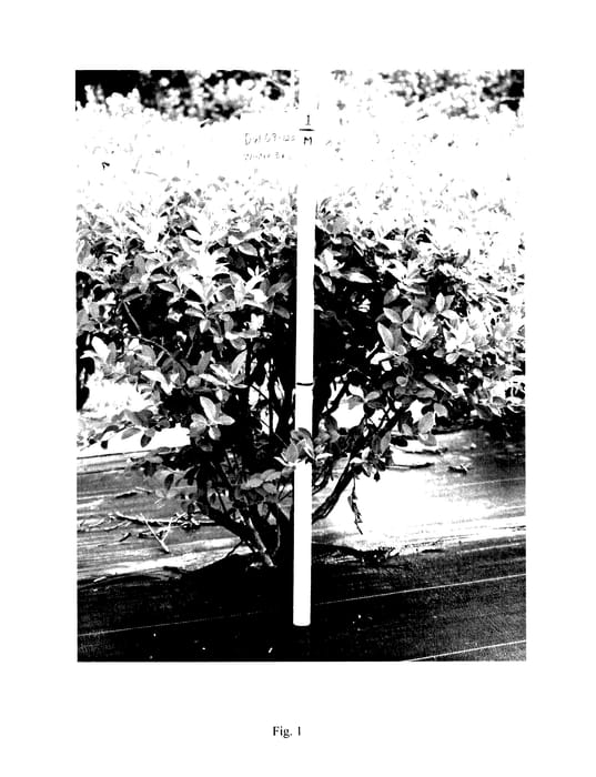 Figure 1 of US plant patent PP27642, the photograph of Winter Bell printed in the patent.
