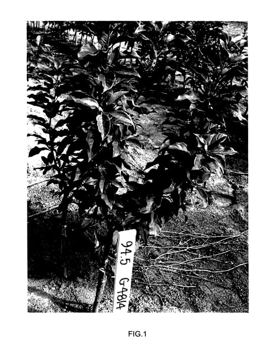 Figure 1 of US plant patent PP27643, the photograph of G.814 printed in the patent.