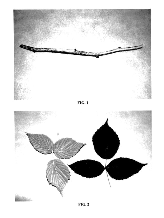 Figure 1 of US plant patent PP27644, the photograph of DrisRaspEight printed in the patent.