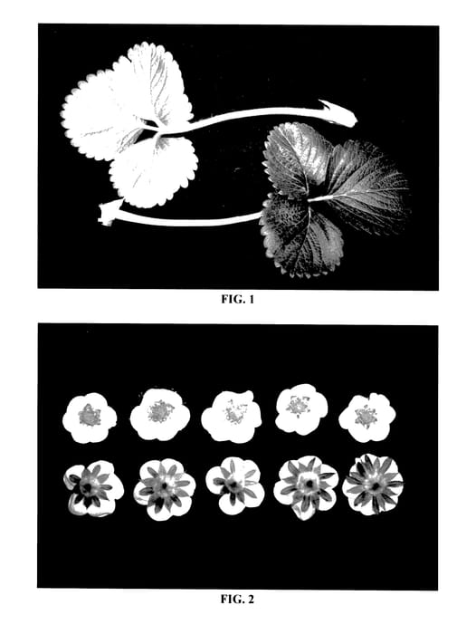 Figure 1 of US plant patent PP27645, the photograph of DrisStrawFortyFive printed in the patent.