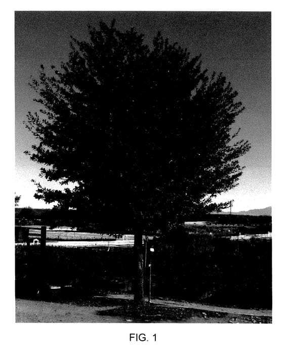 Figure 1 of US plant patent PP27646, the photograph of Joan Lionetti printed in the patent.