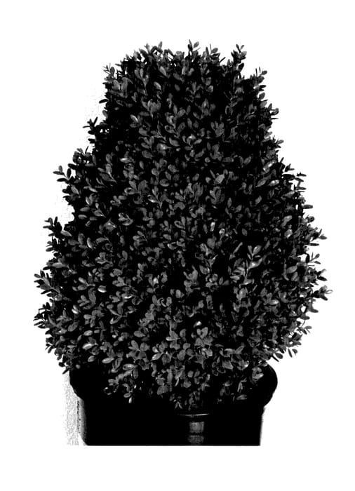 Figure 1 of US plant patent PP27647, the photograph of MonAlex printed in the patent.
