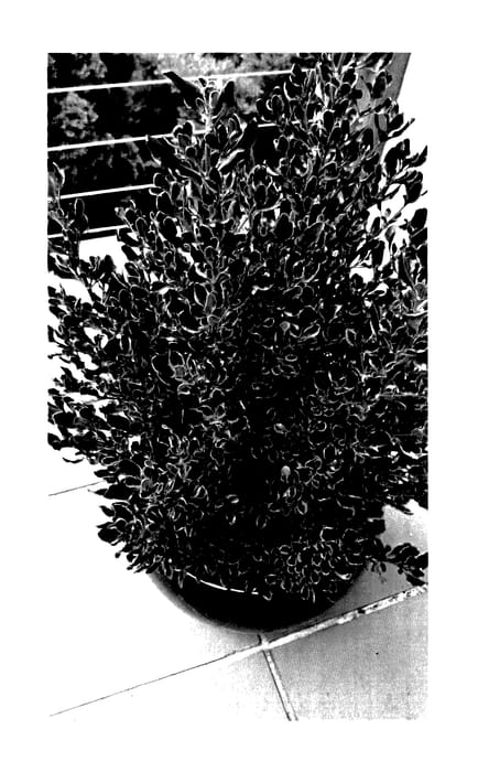 Figure 1 of US plant patent PP27648, the photograph of COPJOH02 printed in the patent.