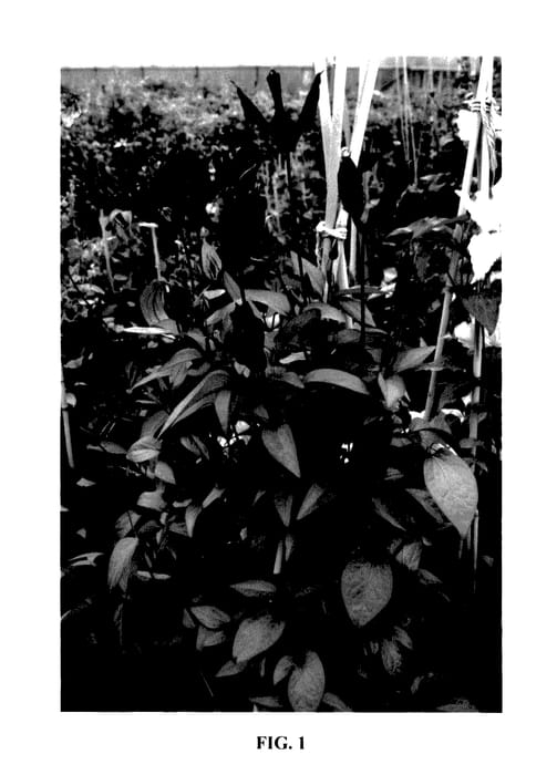 Figure 1 of US plant patent PP27649, the photograph of Zo09045 printed in the patent.