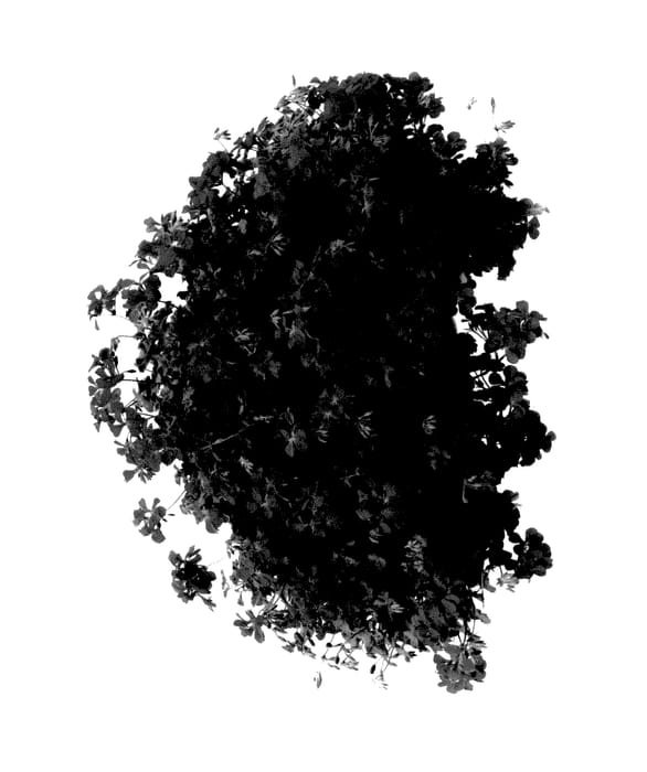 Figure 1 of US plant patent PP27650, the photograph of Pachaforg printed in the patent.