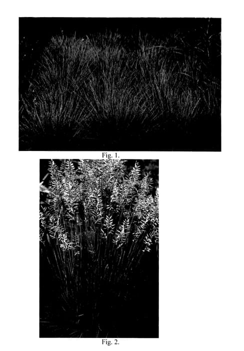 Figure 1 of US plant patent PP27651, the photograph of Cool as Ice printed in the patent.