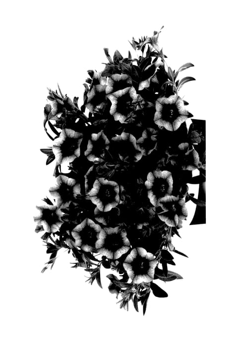 Figure 1 of US plant patent PP27652, the photograph of Duecahulgo printed in the patent.