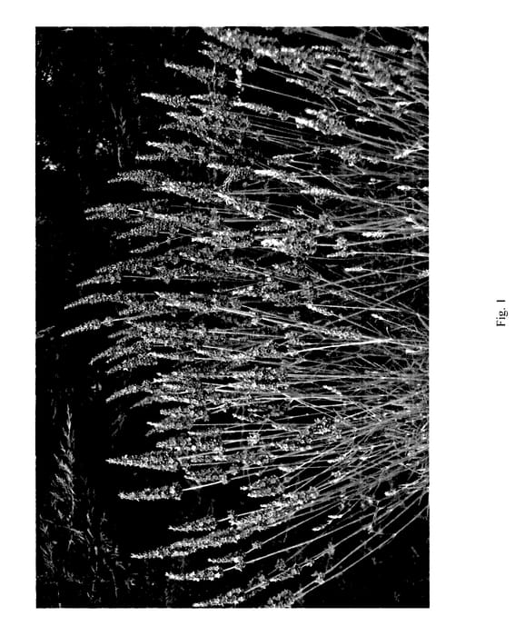 Figure 1 of US plant patent PP27653, the photograph of DOWPHSCNT printed in the patent.